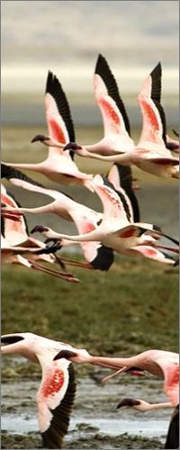 Lake Nakuru National Park