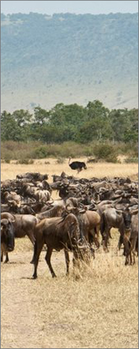 Masai Mara